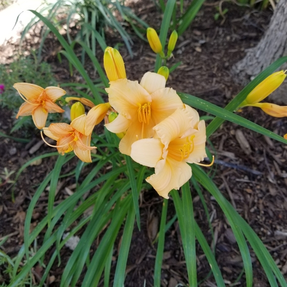 Meet your Posher, Susan - Picture 4 of 8